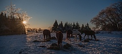 Eating Hay in Winter