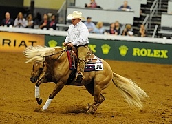 Alltech WEG Reining, Tim Mcquat and HollewoodsTinseltown Tim McQuay and Hollywoodstinseltown WEG 2010