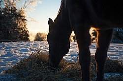 Eating Hay in Winter