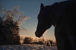 Eating Hay in Winter