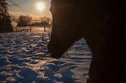 Eating Hay in Winter
