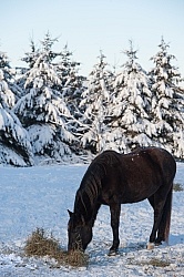 Eating Hay in Winter