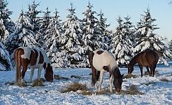 Eating Hay in Winter