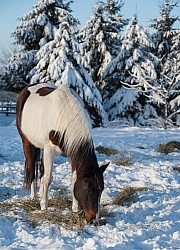 Eating Hay in Winter