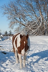 Eating Hay in Winter