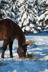 Eating Hay in Winter