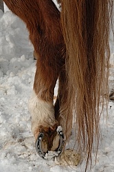 Winter Shoes with Studs or Corks