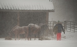 Feeding hay In Winter