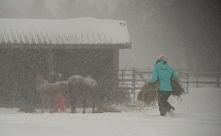 Feeding hay In Winter