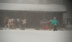 Feeding hay In Winter