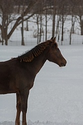 Quarter Horse Filly in Winter