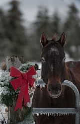 Winter Holiday Theme                                             Winter Holiday Theme