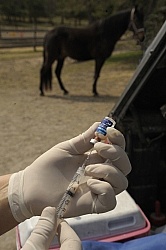 West Nile Vaccine