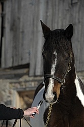 Molasses trick for Deworming