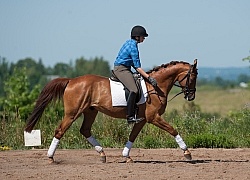 Oldenburg Pangea farms Dressage Schooling outside the Arena Oldenburg