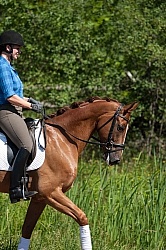 Oldenburg Pangea farms Dressage Schooling outside the Arena Oldenburg