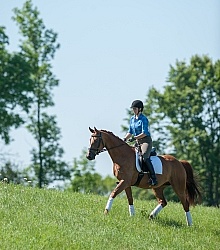 Oldenburg Pangea farms Dressage Schooling outside the Arena Oldenburg