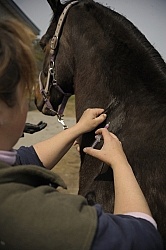Vet Giving Vaccinations