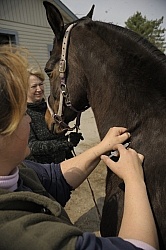 Vet Giving Vaccinations