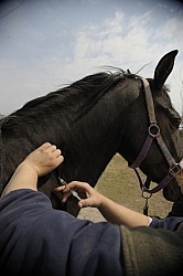 Vet Giving Vaccinations