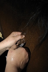 Vet Giving Vaccinations