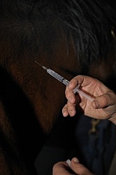 Vet Giving Vaccinations