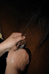 Vet Giving Vaccinations