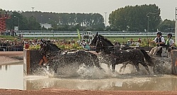 Boyd Exell Gold Medal Winner WEG 2014 Normandy