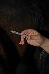 Vet Giving Vaccinations