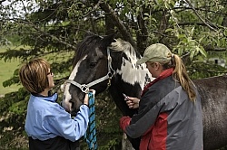 Vet Giving Vaccinations