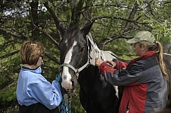 Vet Giving Vaccinations