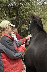 Vet Giving Vaccinations