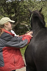Vet Giving Vaccinations