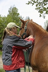 Vet Giving Vaccinations