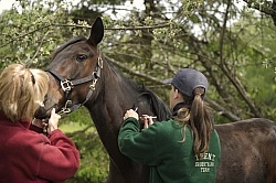 Vet Giving Vaccinations