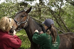 Vet Giving Vaccinations