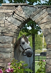 Connemara Mare Portrait, Century Hill's Maid in Realta Connemara Mare Portrait, Century Hill's Maid in Realta