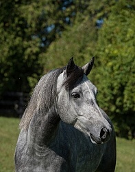 Connemara Gelding Portrait, Century Hill s Hazy Westleigh Connemara Gelding Portrait, Century Hill s Hazy Westleigh