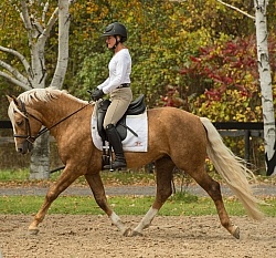 Connemara Stallion Under Saddle,