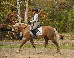 Connemara Stallion Under Saddle,