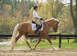 Connemara Stallion Under Saddle,