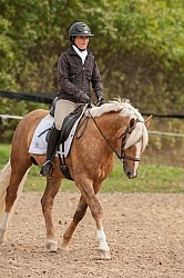 Connemara Stallion Under Saddle