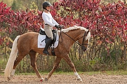 Connemara Stallion Under Saddle