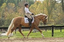 Connemara Stallion Under Saddle,