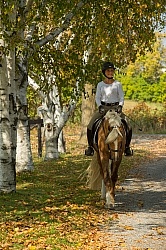 Connemara Stallion Under Saddle,