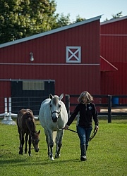 Leading Connemara Mare and Foal, Century Hill Farm