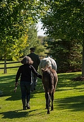Leading Connemara Mare and Foal, Century Hill Farm
