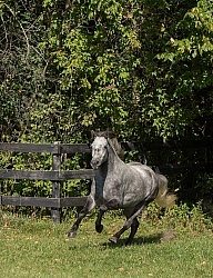 Connemara Free Running, century Hill s Hazy Weastleigh Connemara Free Running, century Hill s Hazy Weastleigh
