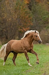 Connemara Stallion Free Running Vertical Connemara Stallion Free Running Vertical