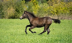 FConnemara Filly Free Running, Century Hill's Hazy Pearl
